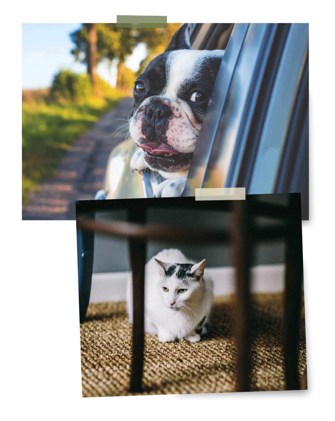 All-Pets_About_dogcat.png