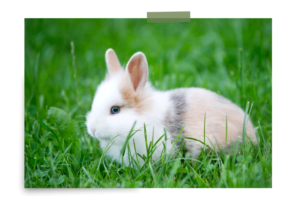 All-Pets_Image_rabbit.png