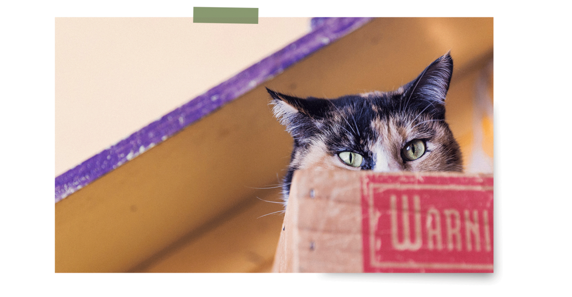 Pets_About_cat.png