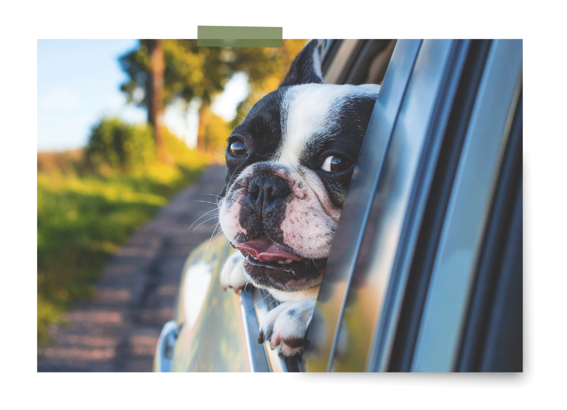 Pets_About_dog.png