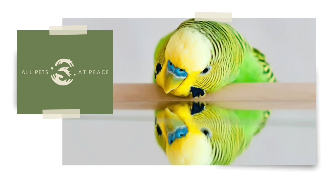 Pets_About_logoimage-1.png
