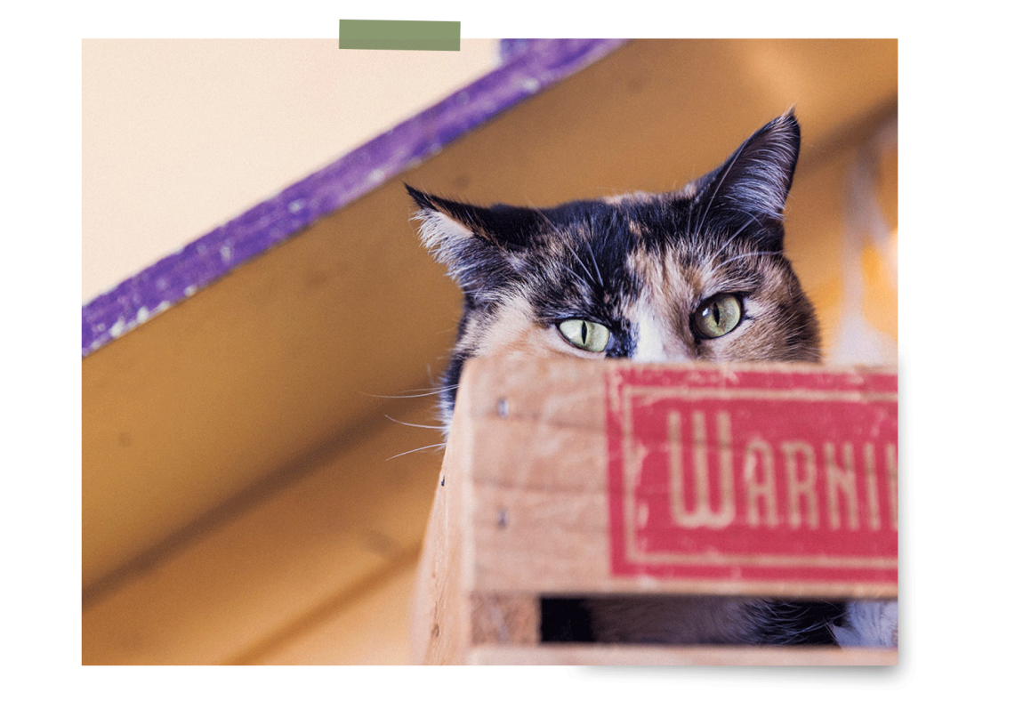 pet_about-page.png