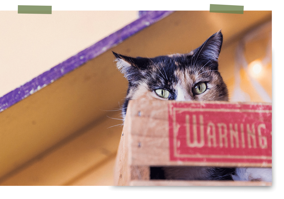 pet_about-page_2.png