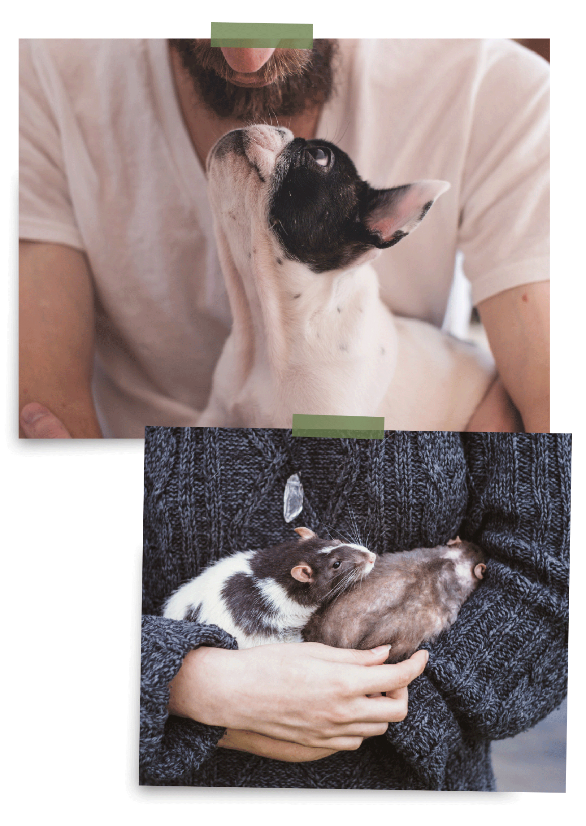 All-Pets_Image_ManRat.png