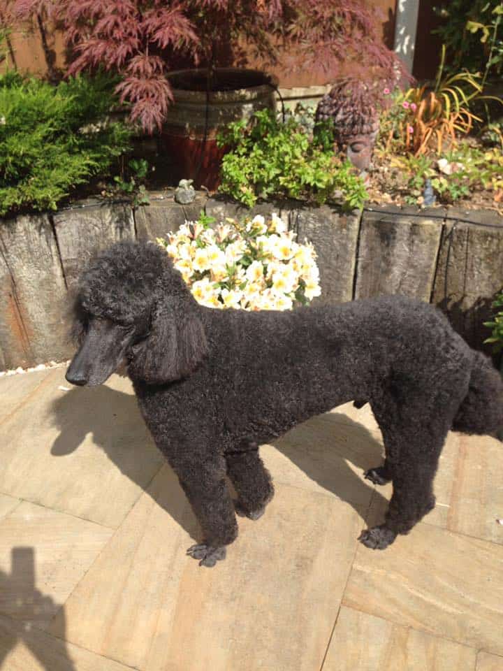 Poppy-Sue-Omalley.jpg