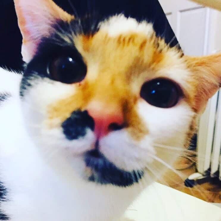 Piper.jpeg