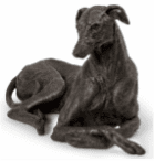 Greyhound.png